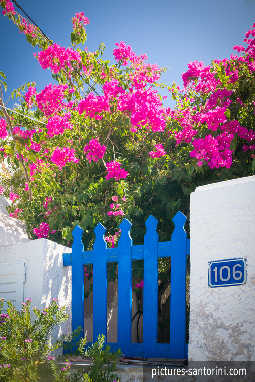 Blue painted gate to a garden with a pink flowered tree in Firostefani, Santorini